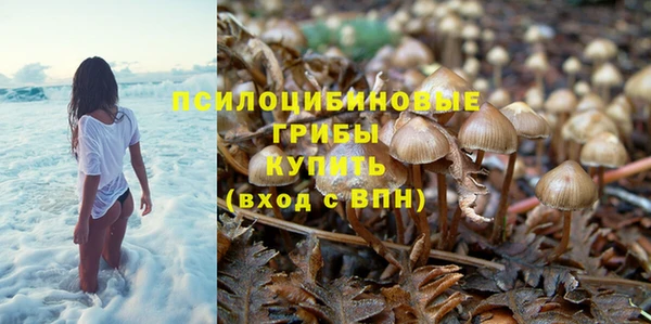 шишки Магас